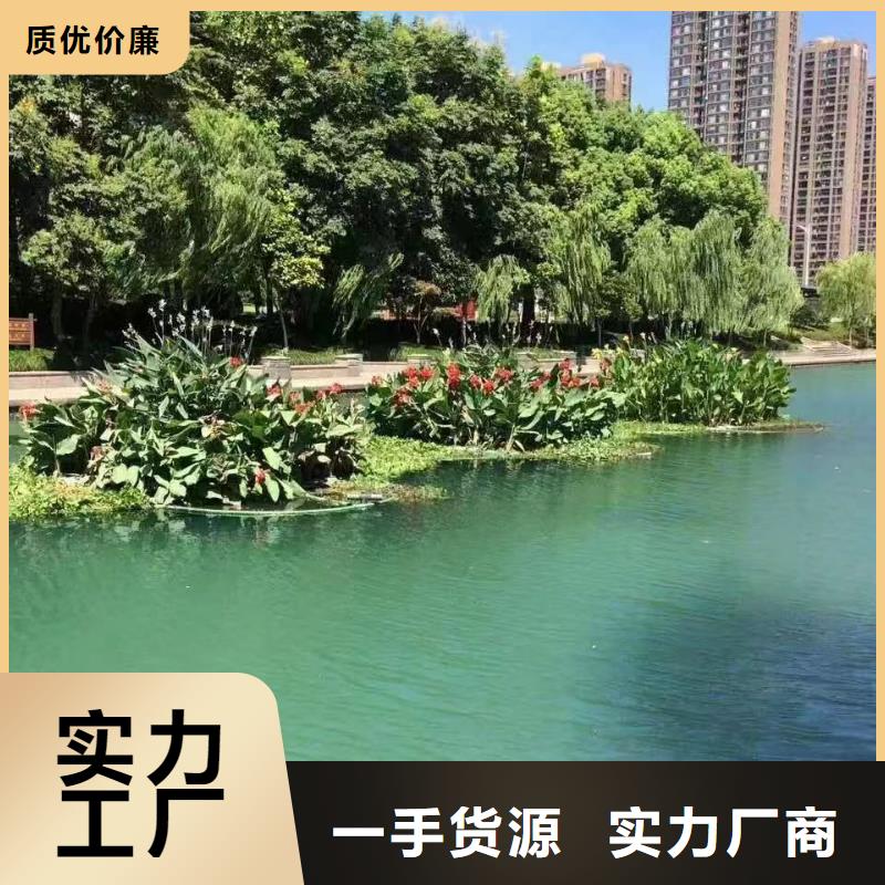 水生植物荷花小苗严选用料