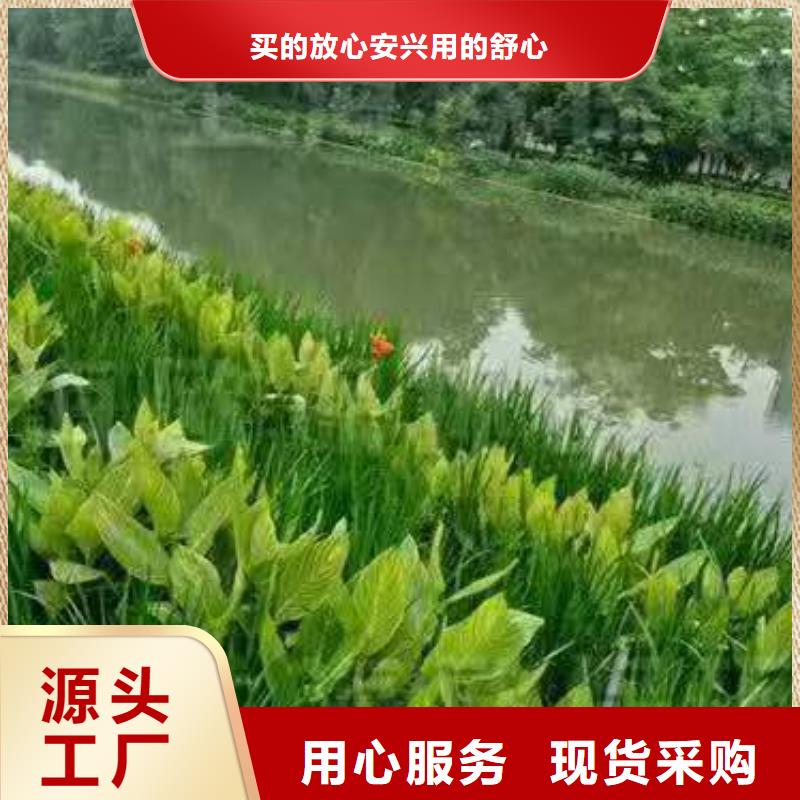 水生植物再力花货品齐全
