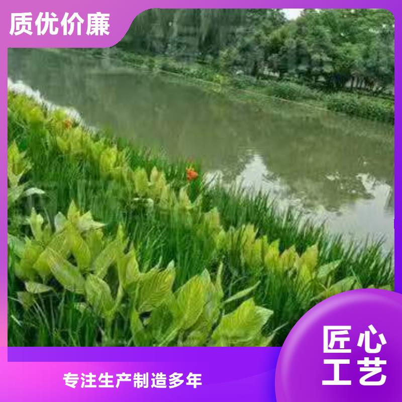 水生植物莲花质量为本