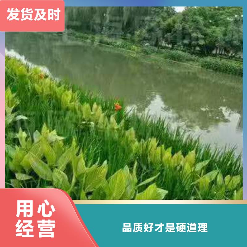 水生植物_小茨藻就近发货