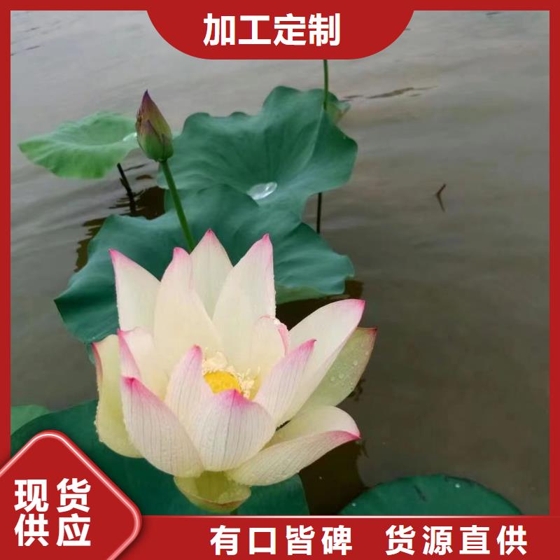 水生植物蒲苇市场行情