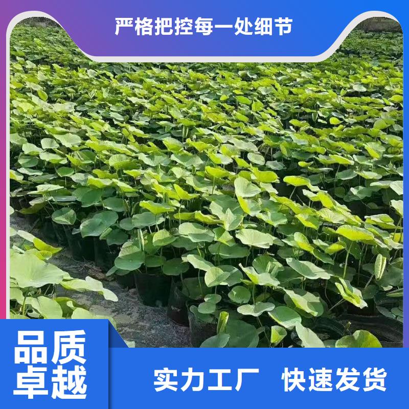 水生植物再力花货品齐全