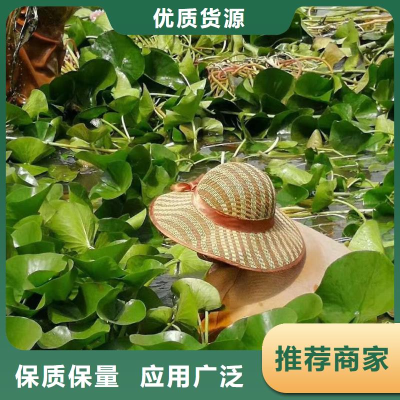 水生植物荷花小苗严选用料