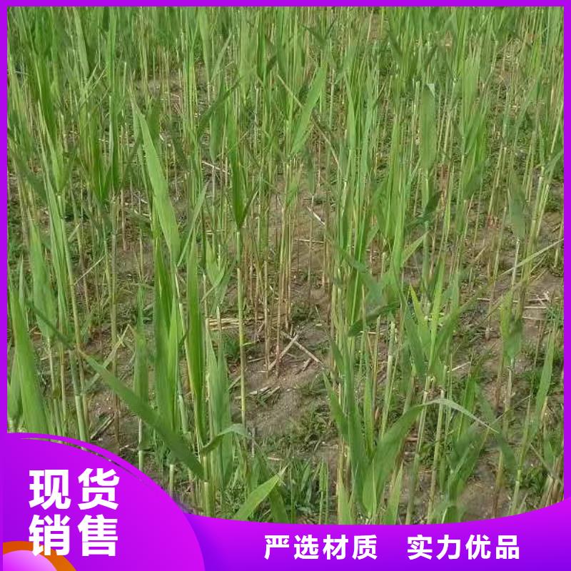 水生植物荷花小苗严选用料