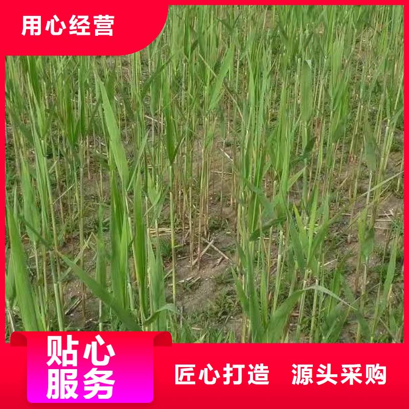水生植物_小茨藻就近发货
