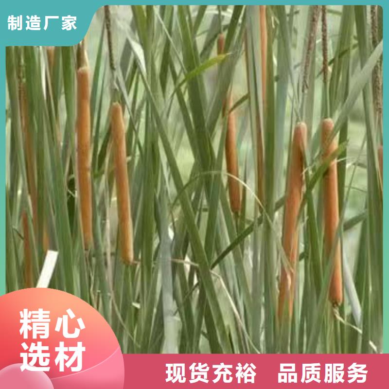 水生植物-莲花种子质量可靠