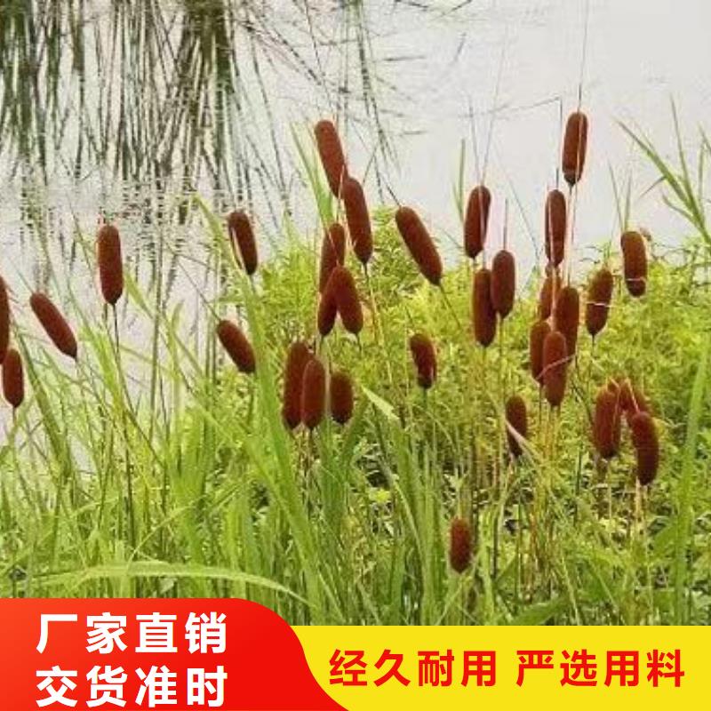 水生植物-芦苇大库存无缺货危机