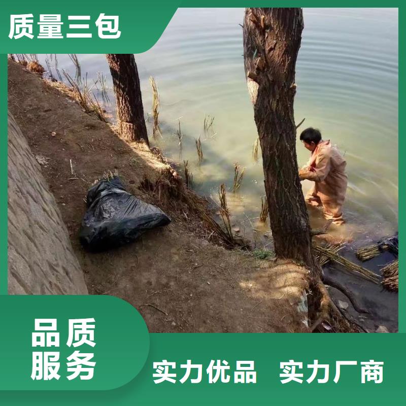 水生植物-莲花种子质量可靠