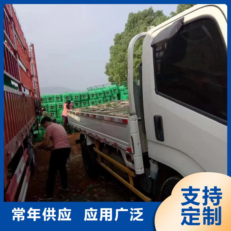 水生植物荷花幼苗讲信誉保质量