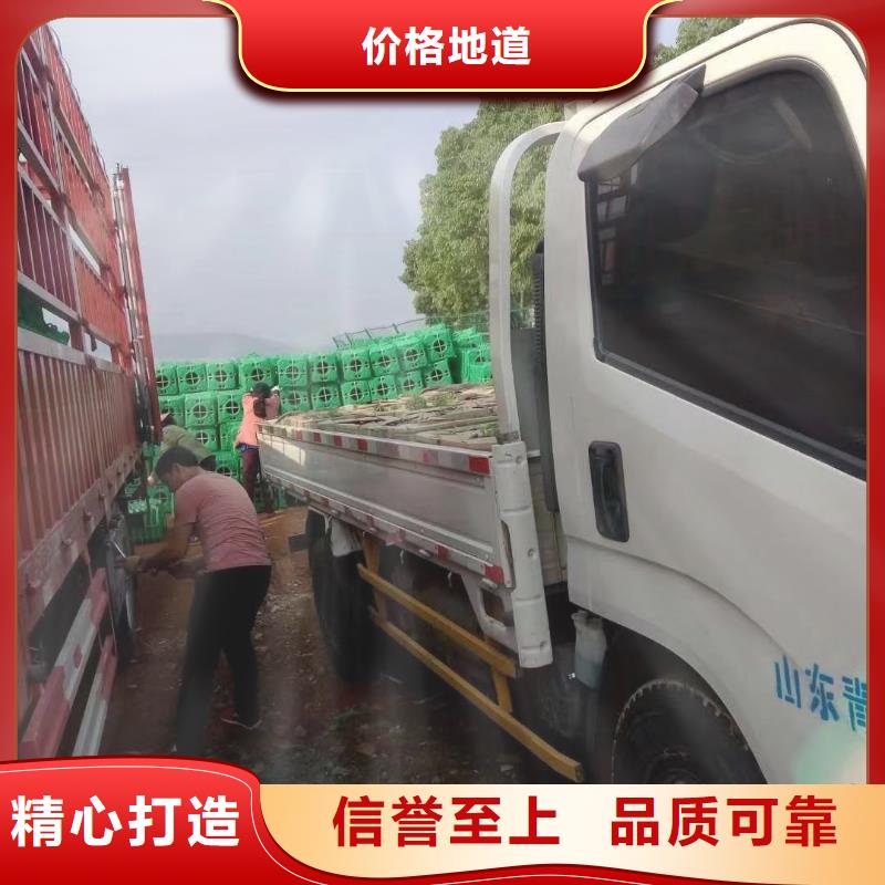 水生植物-芦苇大库存无缺货危机