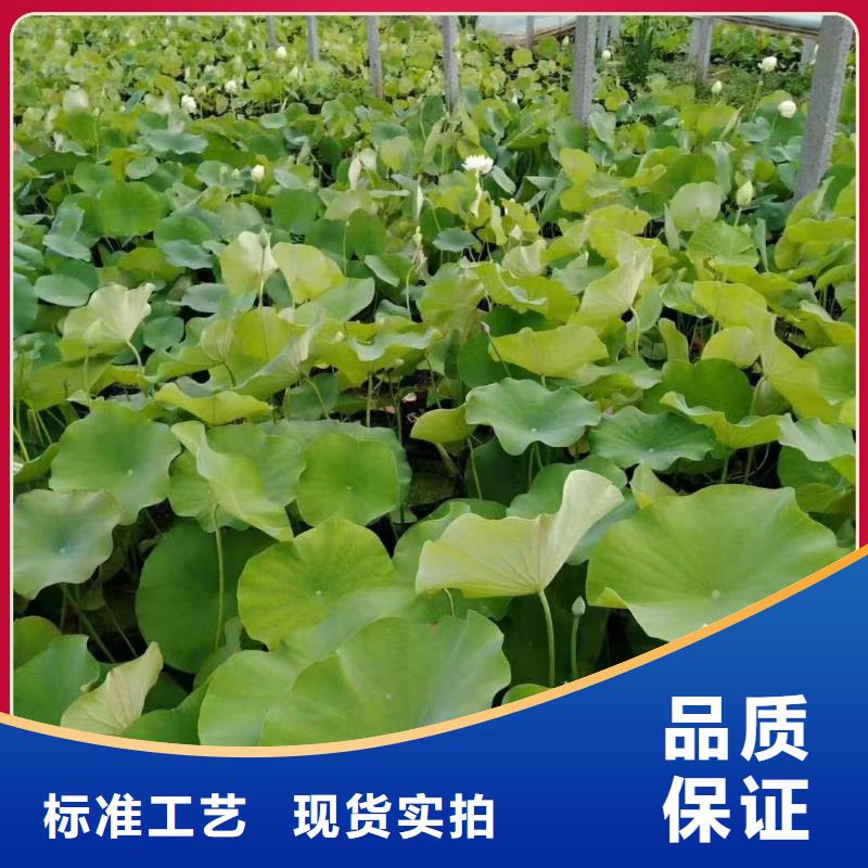 水生植物_千屈菜欢迎来电咨询