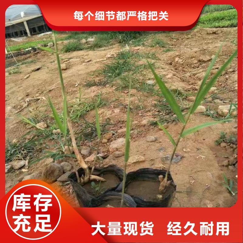 水生植物再力花货品齐全