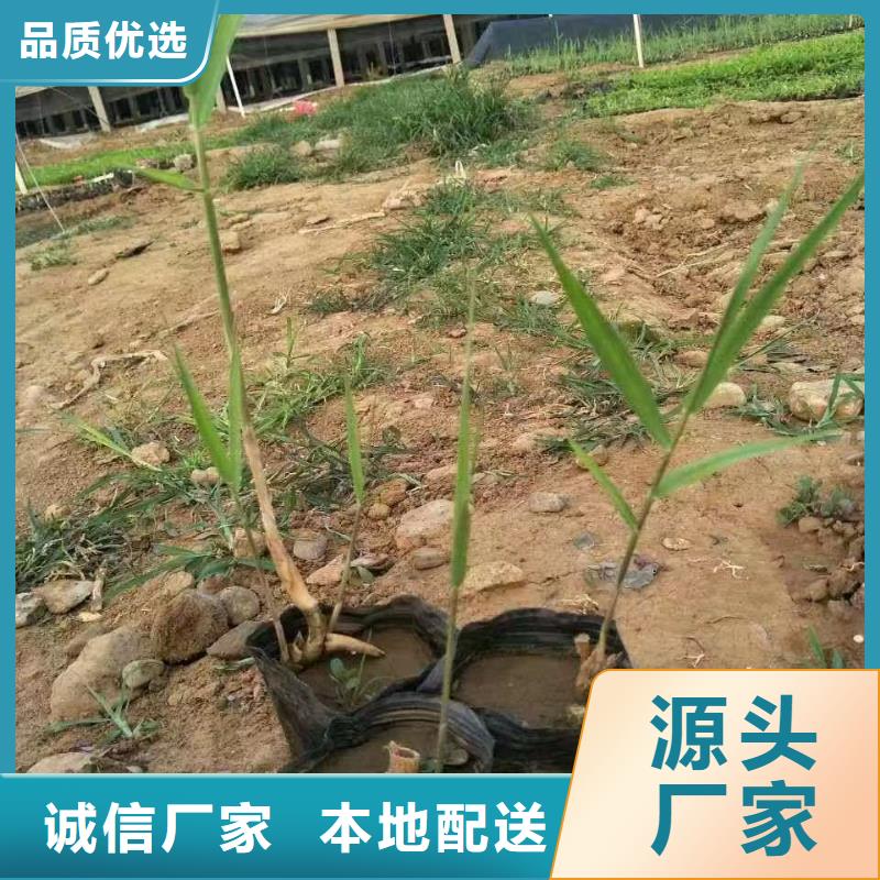 水生植物-芦苇大库存无缺货危机