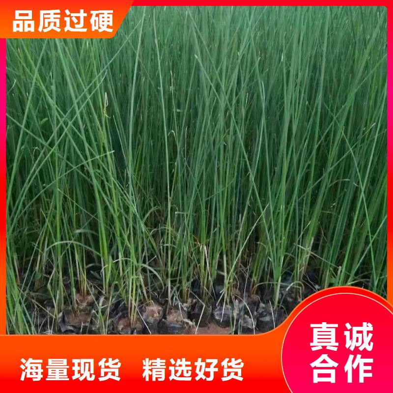 水生植物荷花小苗严选用料