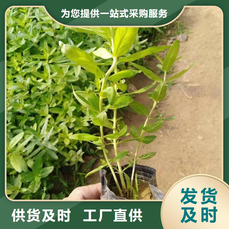 水生植物荷花小苗当日价格