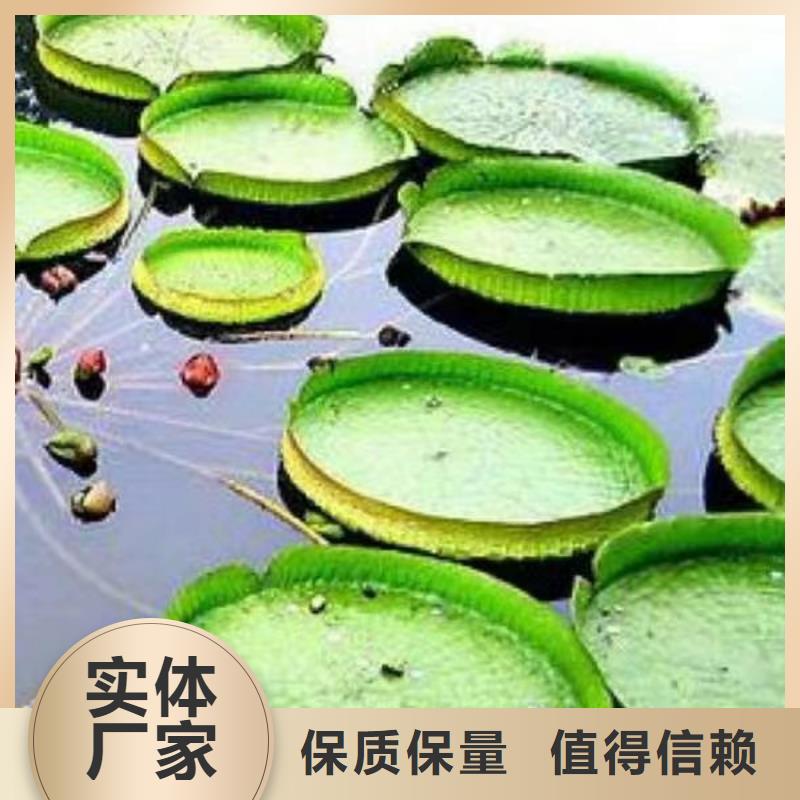 水生植物莲花质量为本