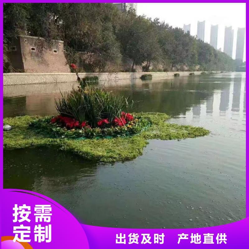 水生植物再力花货品齐全