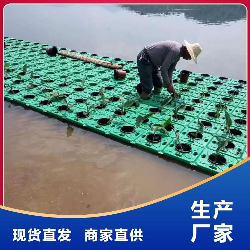 水生植物-芦苇大库存无缺货危机