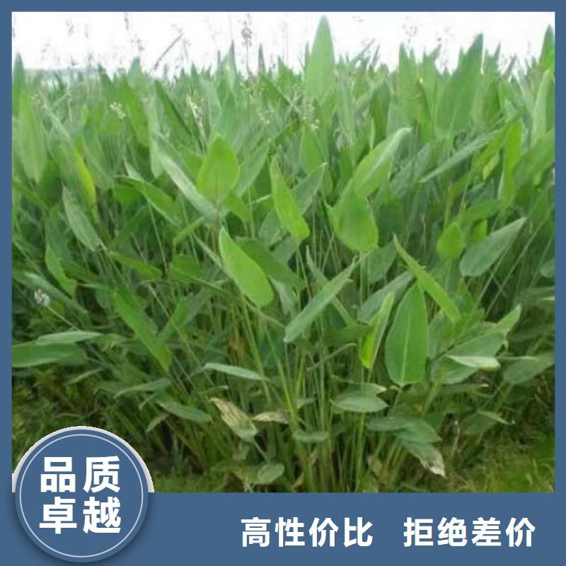 水生植物荷花小苗当日价格