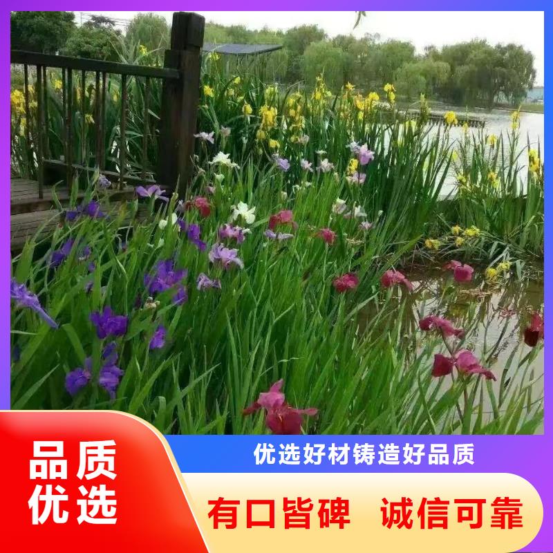 水生植物荷花小苗当日价格