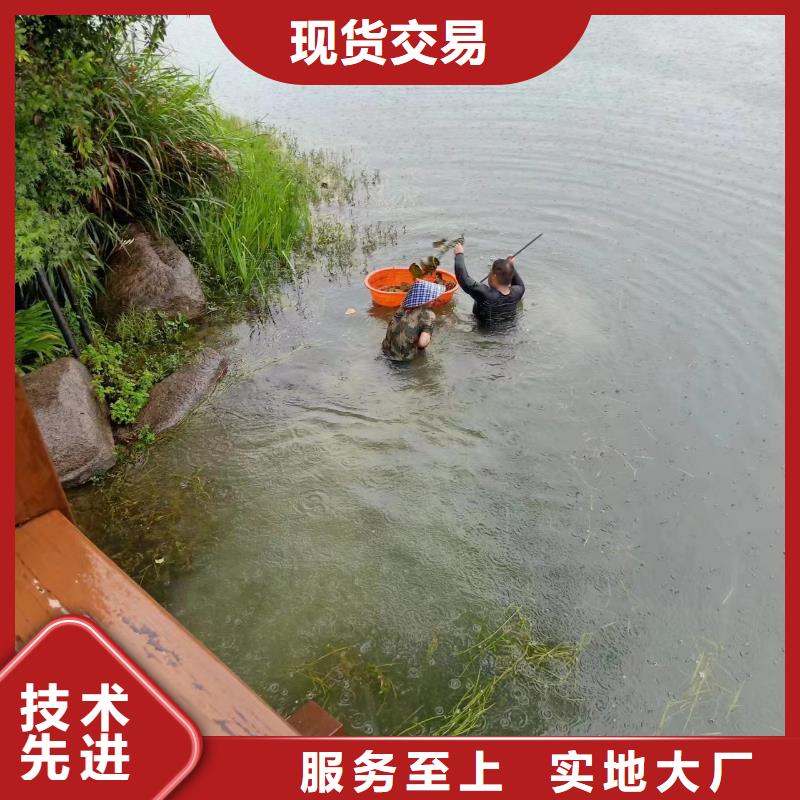 水生植物-莲花种子质量可靠