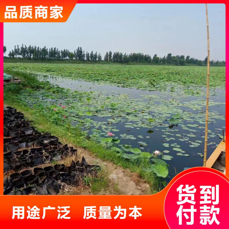 水生植物沉水植物让利客户