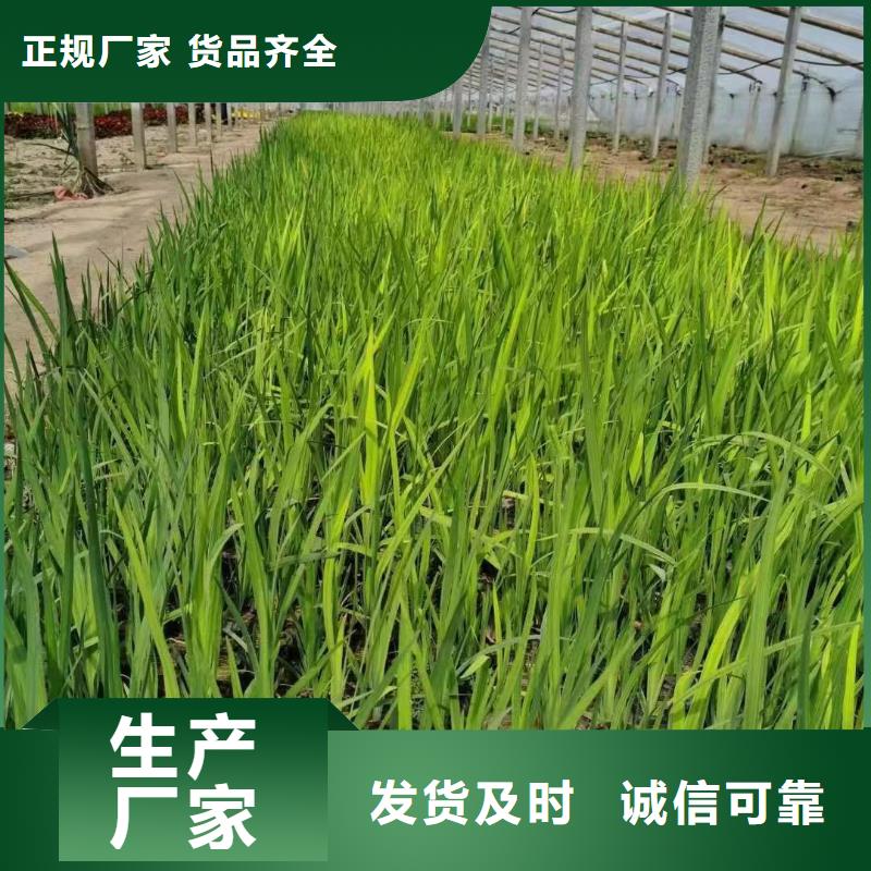 水生植物再力花货品齐全