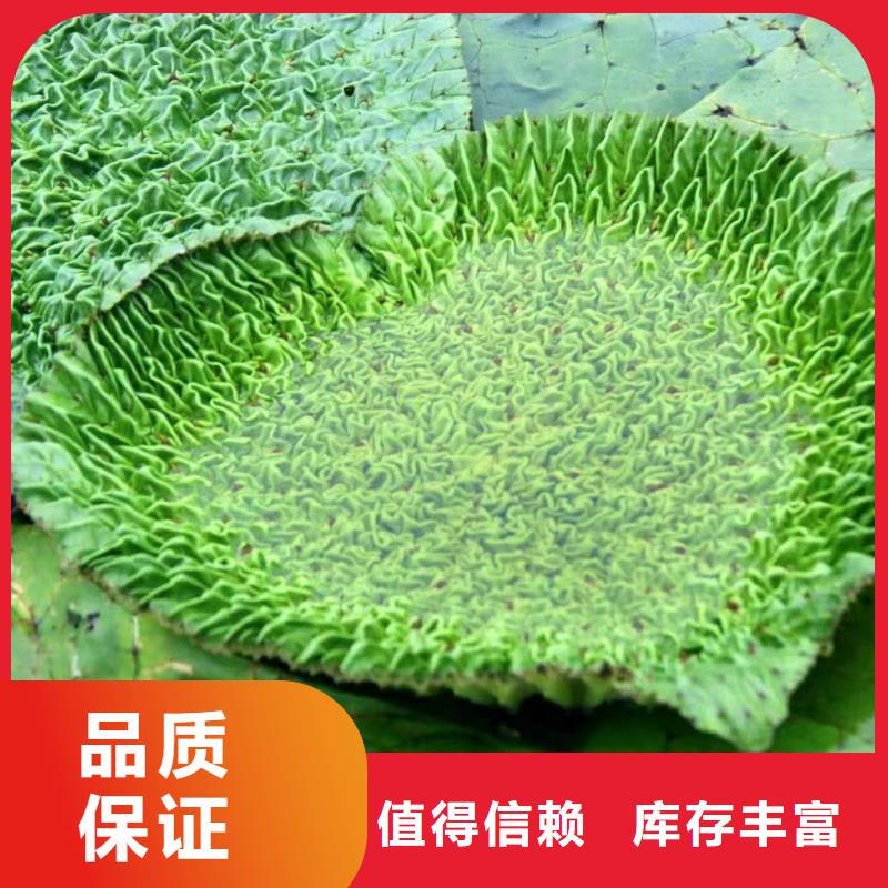 水生植物-芦苇大库存无缺货危机