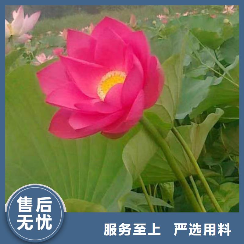 水生植物荷花小苗当日价格