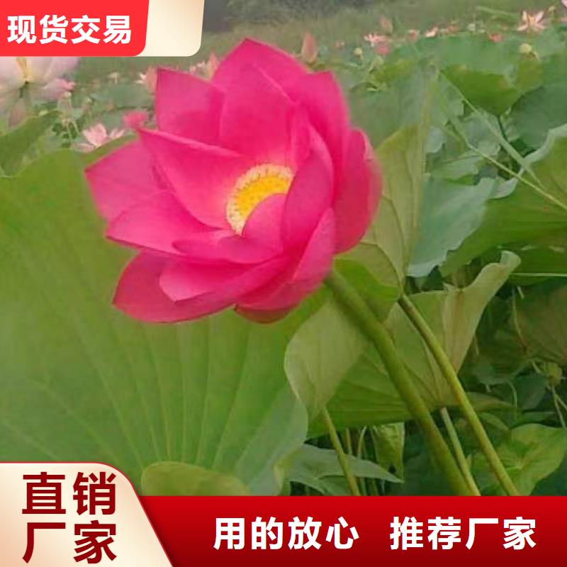水生植物荷花小苗严选用料
