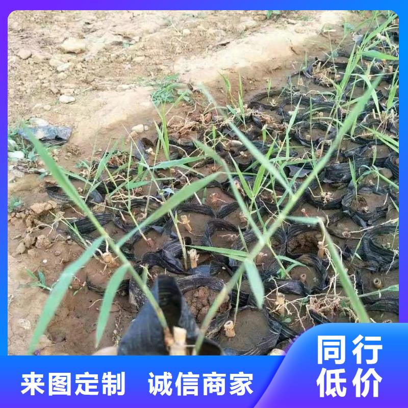 水生植物荷花种藕物流配送