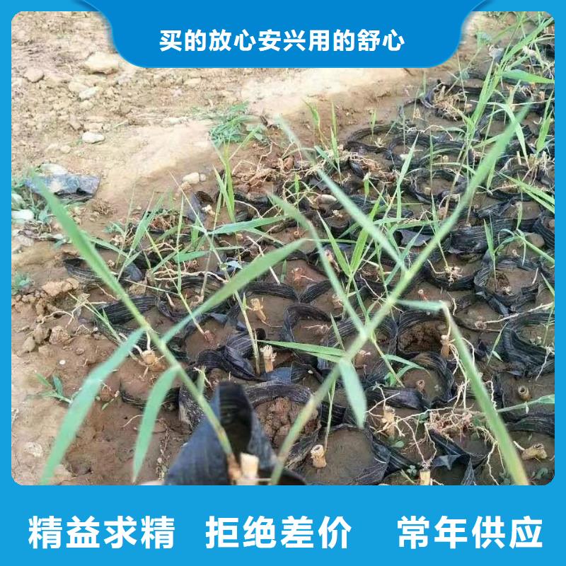 水生植物荷花盆栽就近发货