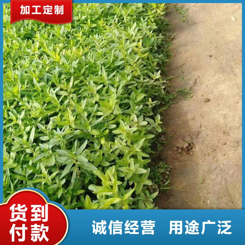 水生植物荷花小苗严选用料