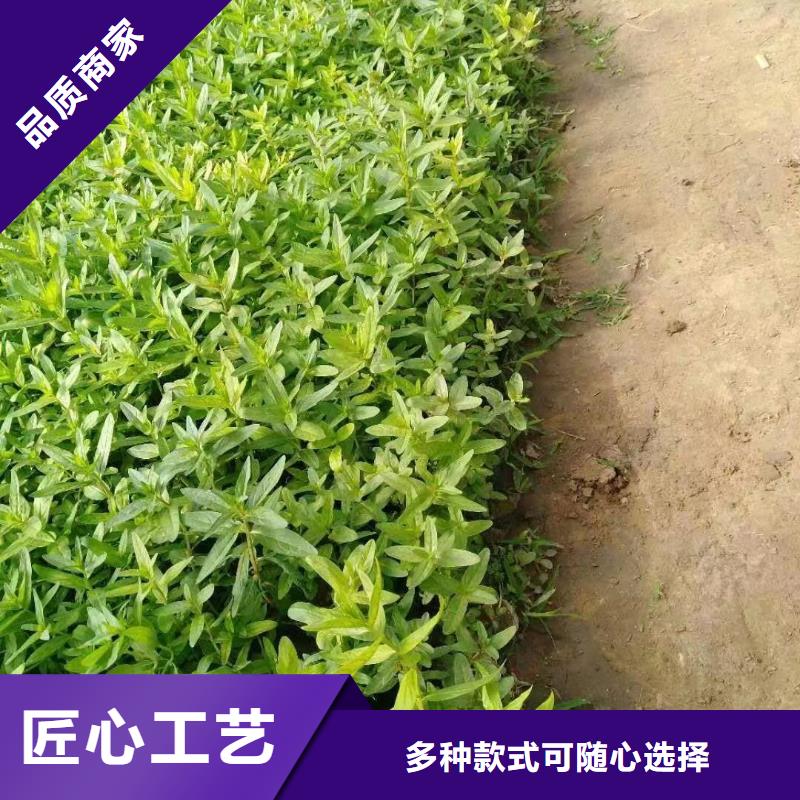 水生植物沉水植物让利客户