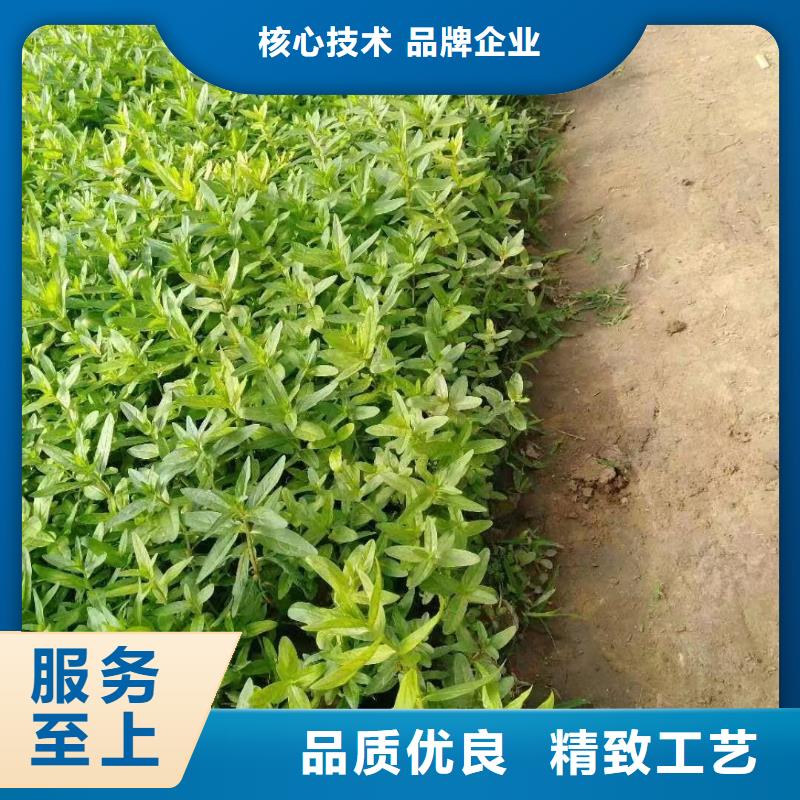 水生植物-浮岛植物专注生产N年