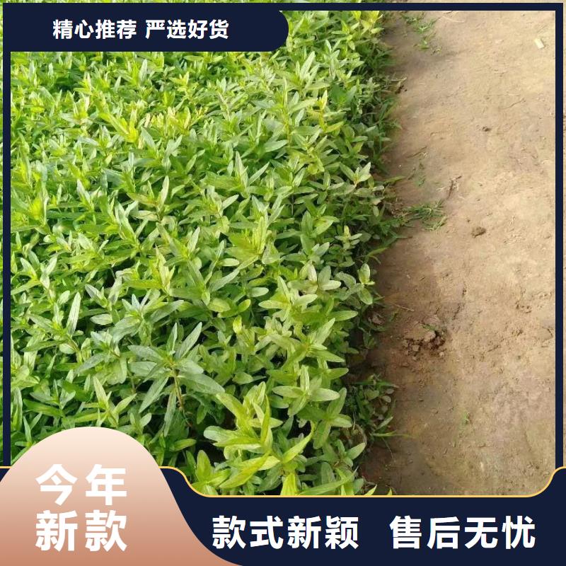 水生植物-莲花种子质量可靠