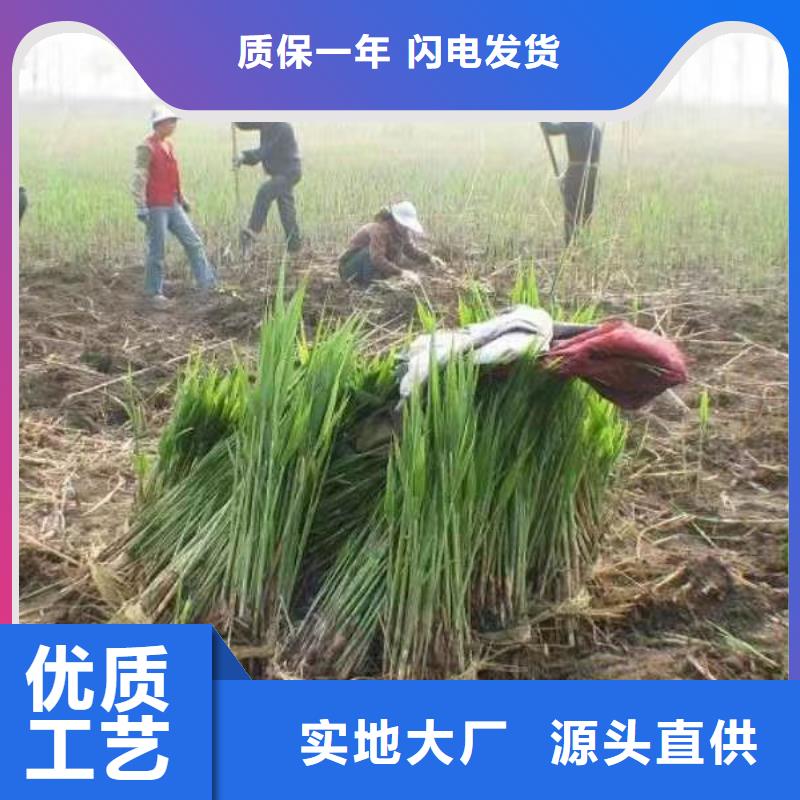 水生植物荷花小苗当日价格