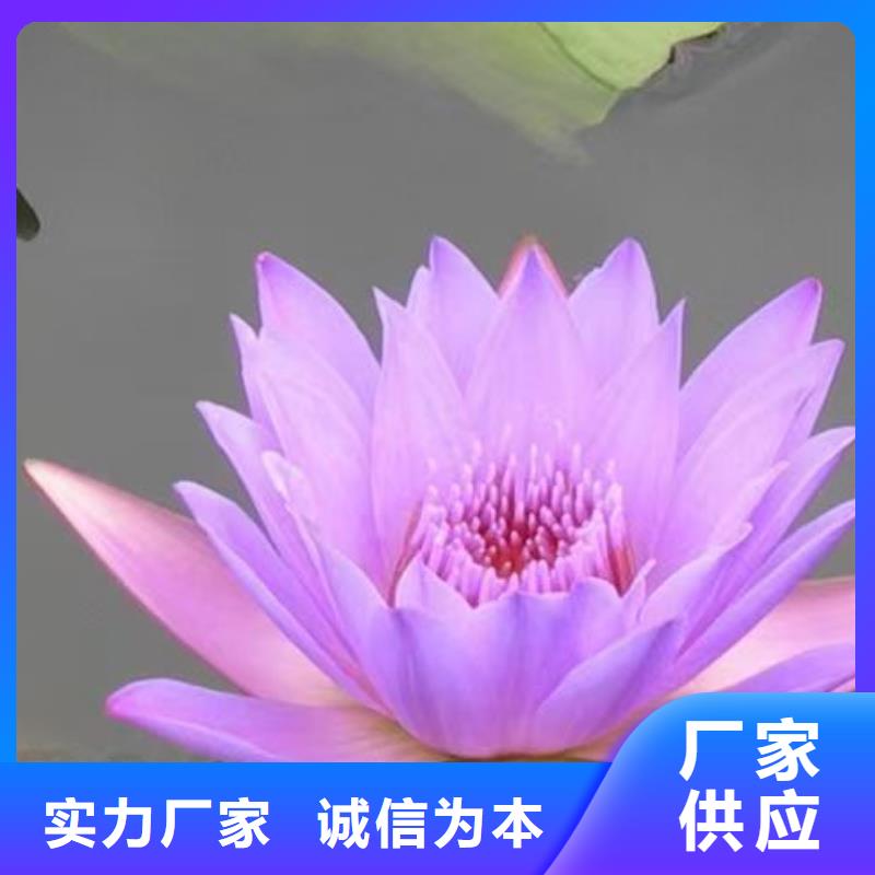 睡莲苗,鱼缸睡莲苗客户信赖的厂家