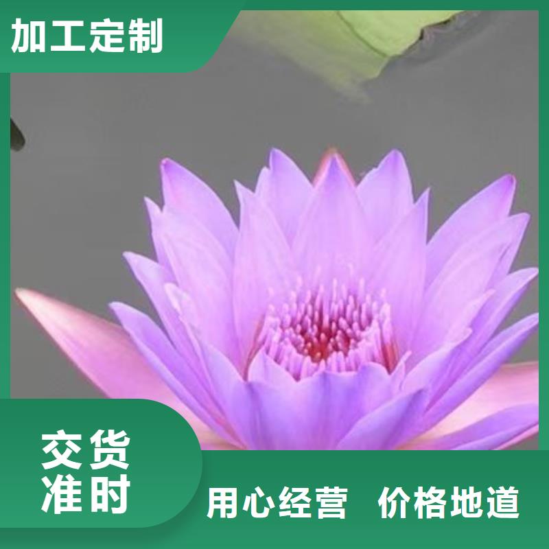 睡莲苗耐寒睡莲苗满足客户所需