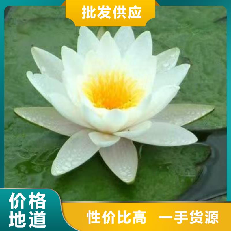 睡莲苗观赏睡莲苗实力公司