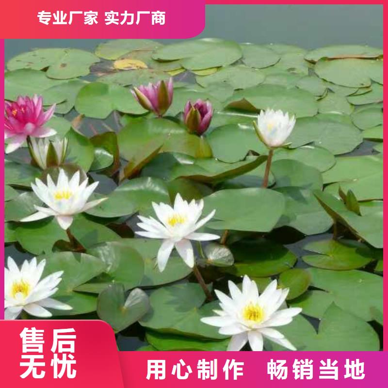 睡莲苗水生睡莲苗品质不将就