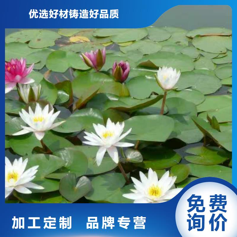 睡莲苗大花睡莲苗匠心品质