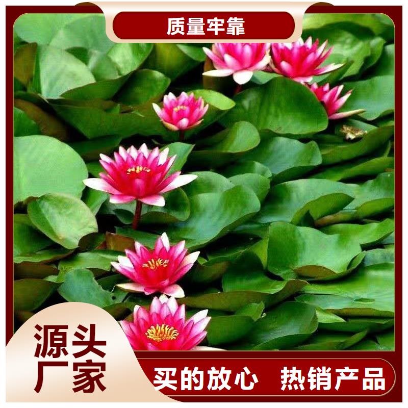 睡莲苗,微型睡莲苗当地货源