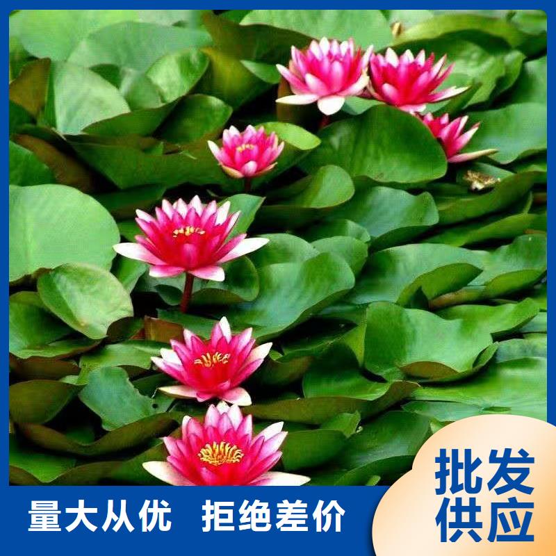 睡莲苗原生睡莲苗品质可靠