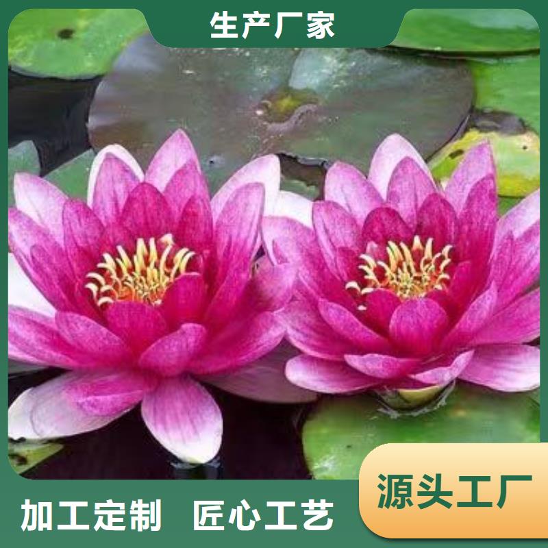 睡莲苗睡莲苗合作共赢