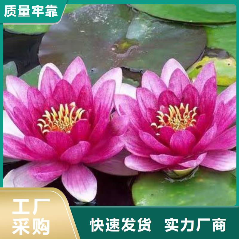 睡莲苗睡莲匠心品质