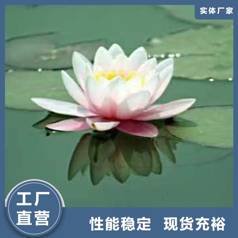 睡莲苗_荷花苗原料层层筛选