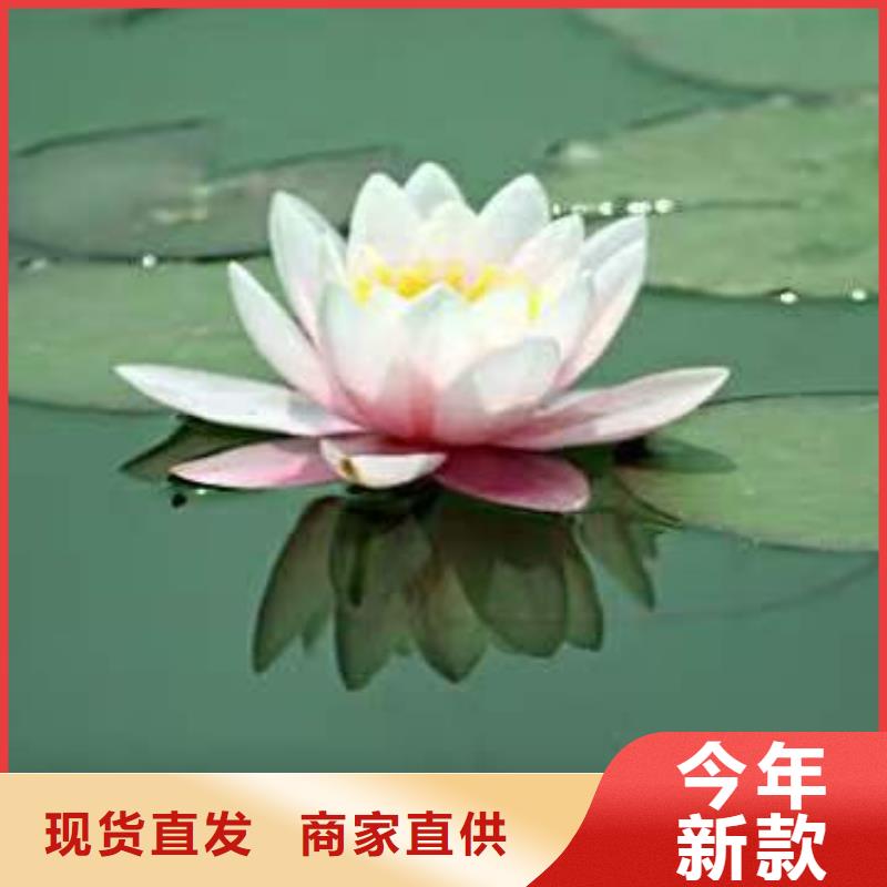 睡莲苗,鱼缸睡莲苗客户信赖的厂家