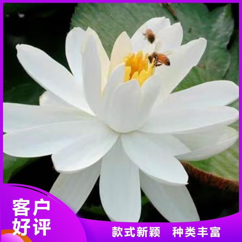 睡莲苗,鱼缸睡莲苗客户信赖的厂家