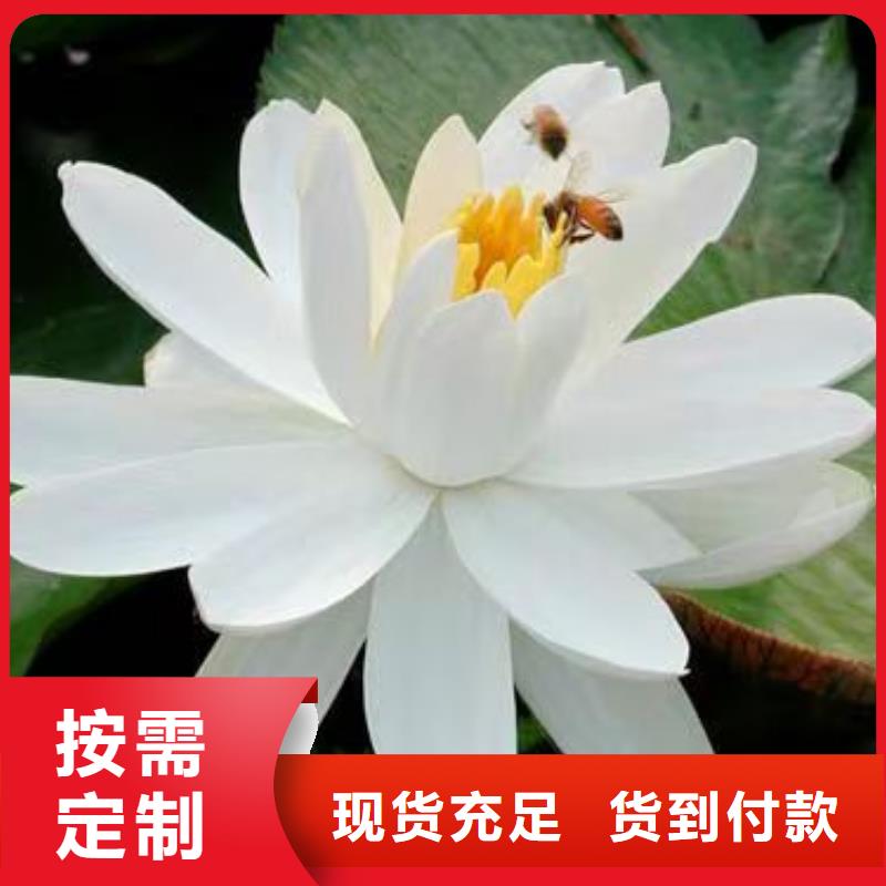 睡莲苗观赏睡莲苗实力公司